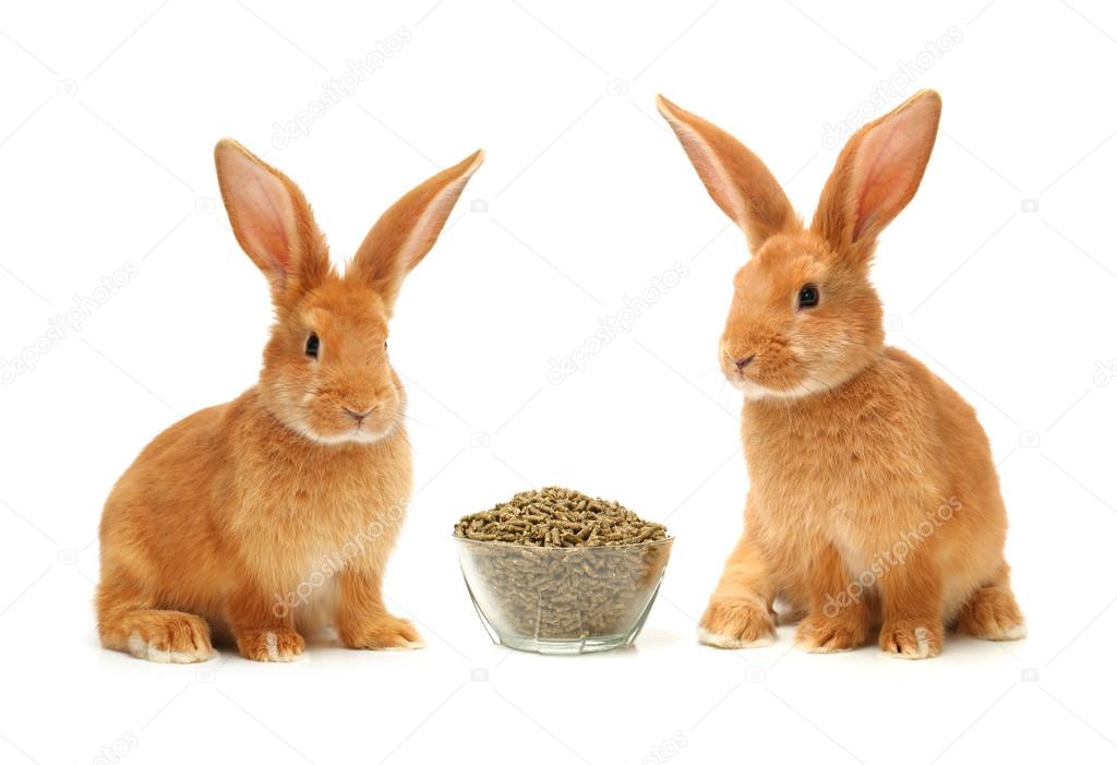 Orange rabbits feeding