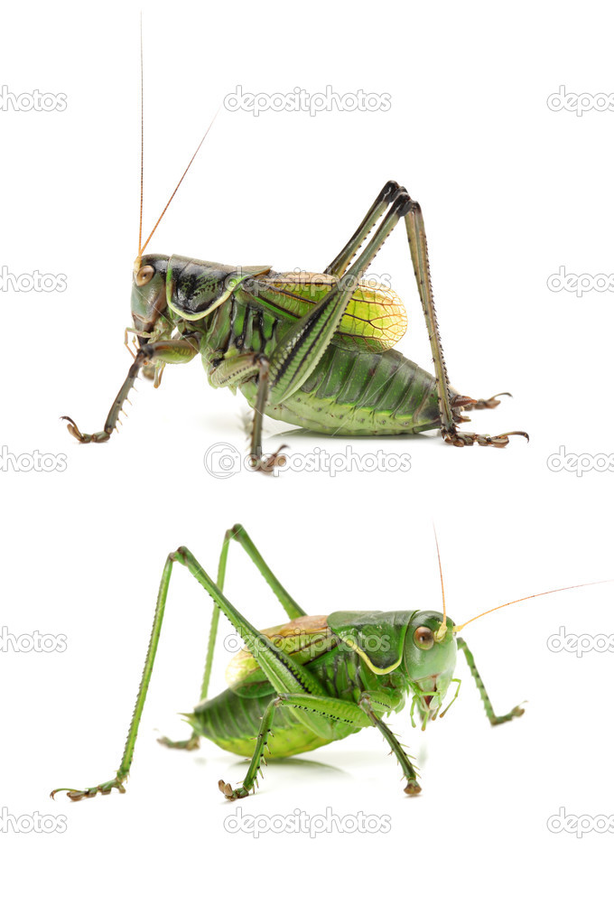 Green grasshoppers