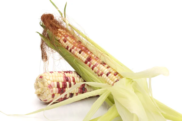 Corn on the cob — Stock Photo, Image