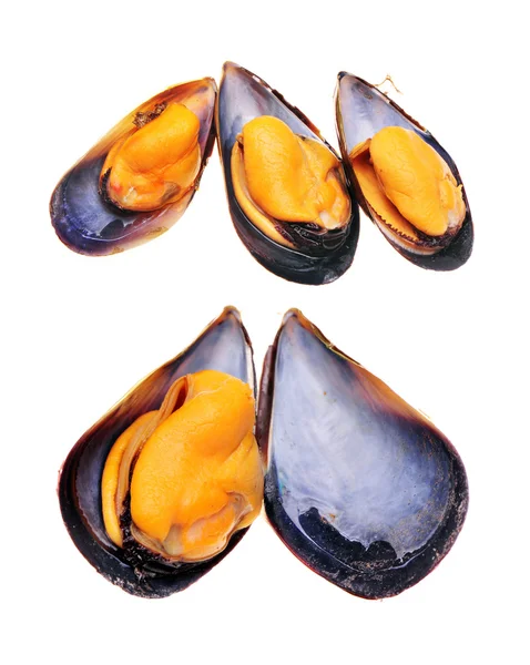 Cooked mussels — Stock Photo, Image