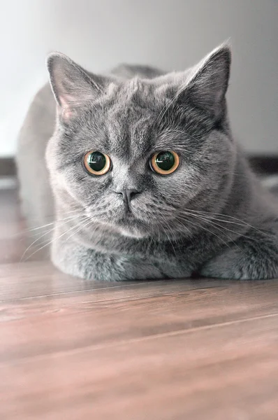 Британський порода кішок красивий сидить щільно стопи — стокове фото