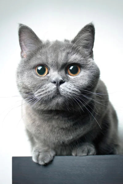 아름 다운 고양이 영국 유형 스톡 사진