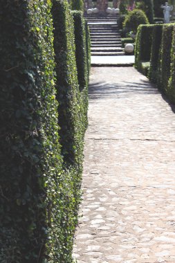 bobin çalılar Şimşir tarafından çevrili bir taş kaldırım