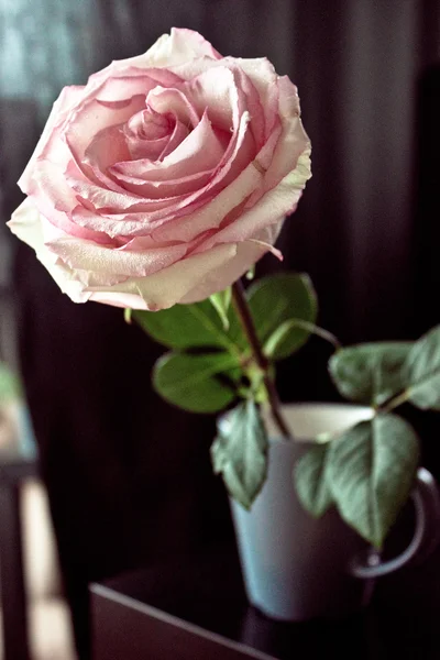 Pink rose — Stock Photo, Image