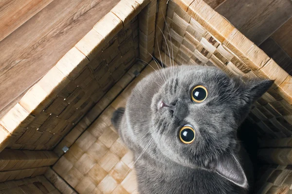 회색 고양이 영국 유형 로열티 프리 스톡 사진