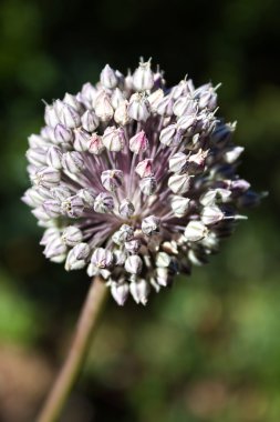 Allium çiçekli