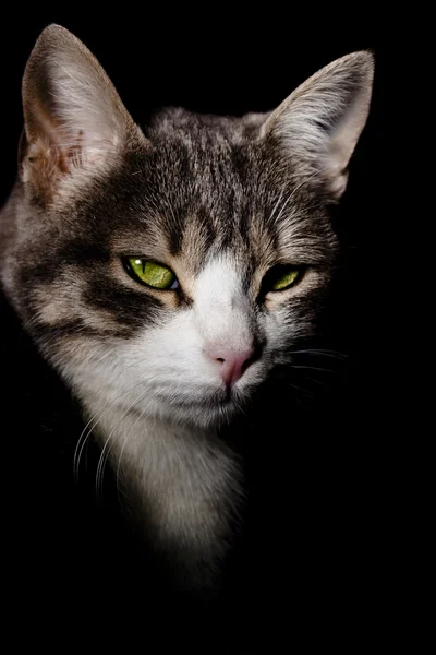 Faccia di gatto su ombre nere — Foto Stock