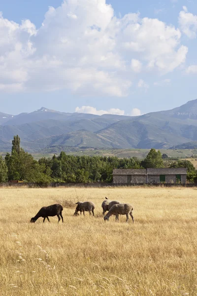 Sheep flock grazing — Stock Photo, Image