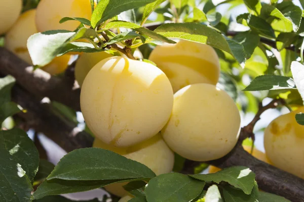 Yellow plums — Stock Photo, Image