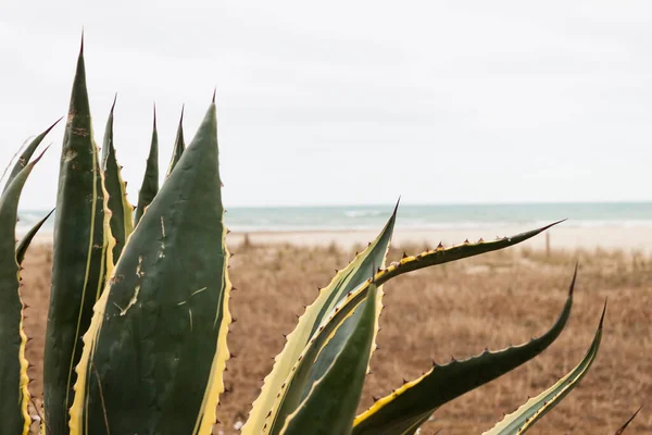 Agave Americana Marginata Praia Mar Mediterrâneo — Fotografia de Stock