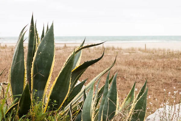 Agave Americana Marginata Praia Mar Mediterrâneo — Fotografia de Stock