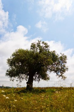 Yaz mevsiminde İspanya 'da bir tarlada yalnız bir zeytin ağacının manzarası.