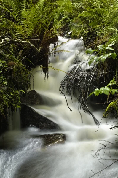 Lauvås — Stok fotoğraf