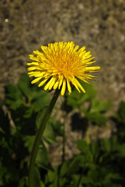 karahindiba officinale