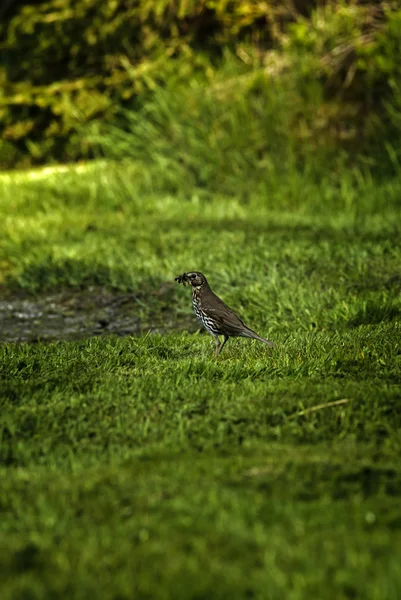 Ρύζι (Turdus philomelos) — Φωτογραφία Αρχείου