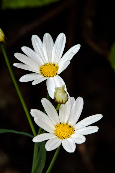 Oxeye daisy — Stockfoto