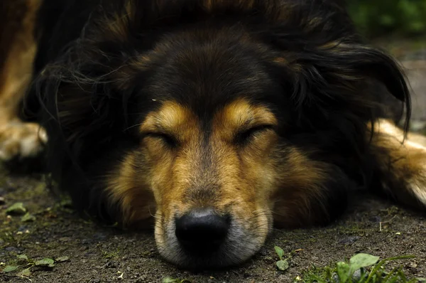 köpek uyurken