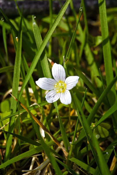 Lale (anemon nemorosa)