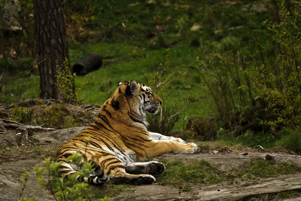 Sibirya Kaplanı (PANTHERA TIGRIS ALTAICA)