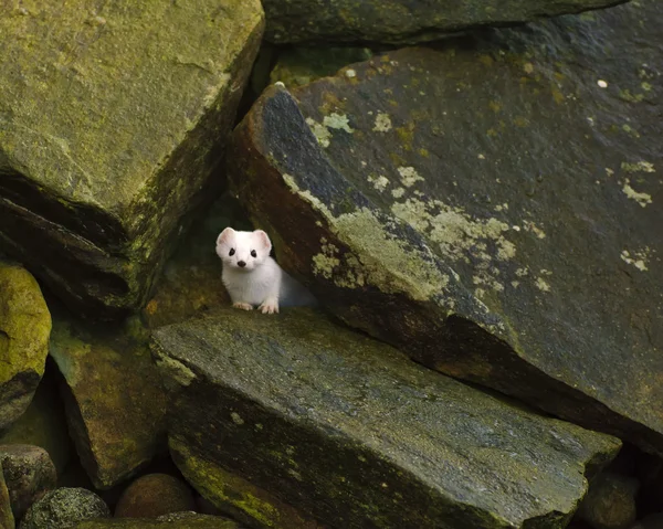 Stoat at Obrestad, Norway — Stock Photo, Image