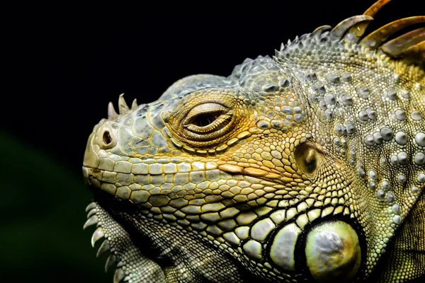 Iguana iguane — Photo