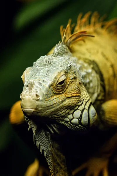 Iguana iguana — Foto de Stock