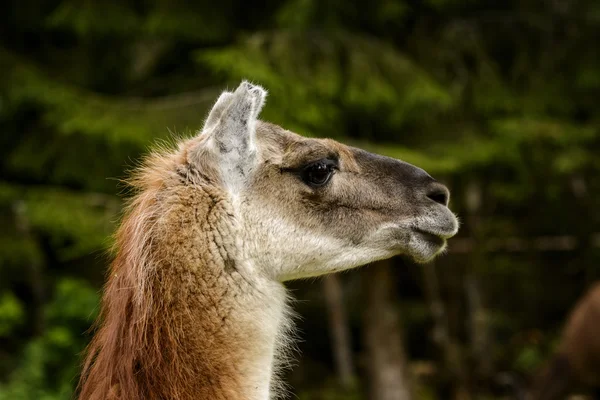 Llama... — Fotografia de Stock