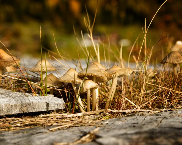 Pilze bei Eidsborg — Stockfoto