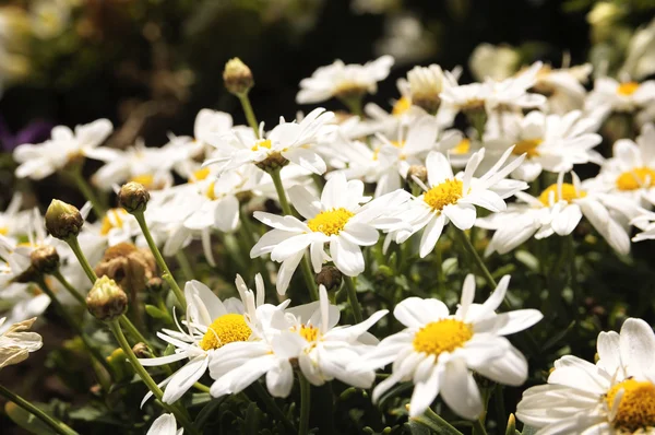 Oxeye papatya — Stok fotoğraf