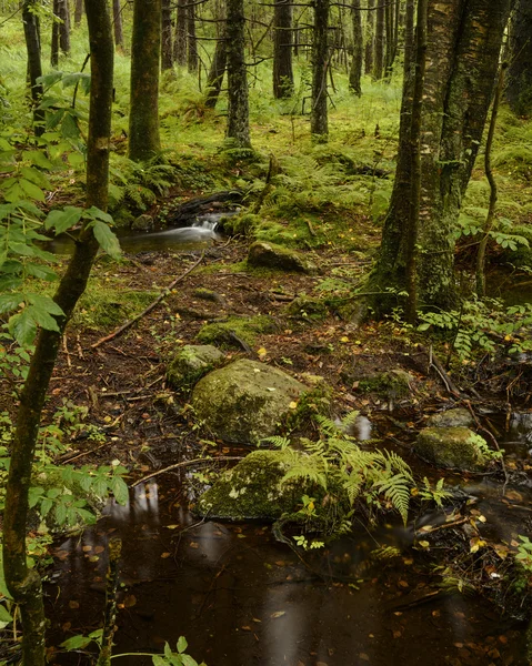 Sormarka — Foto de Stock