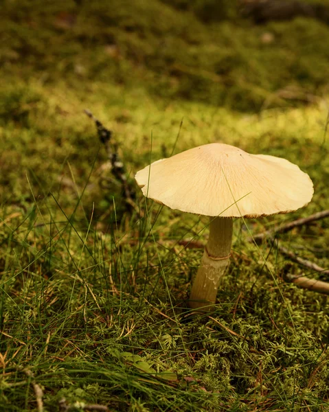 林地蘑菇 — 图库照片
