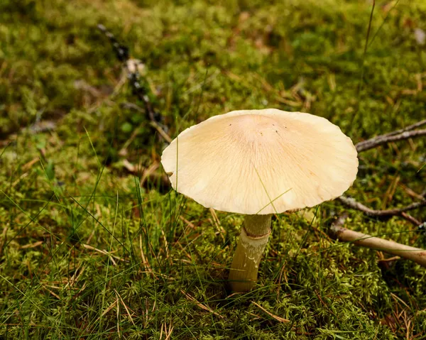 Woodland mushroom — Stock Photo, Image