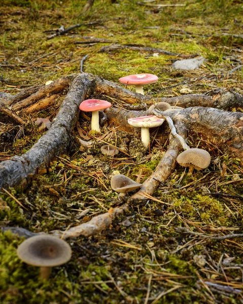 Paddenstoelen — Stockfoto