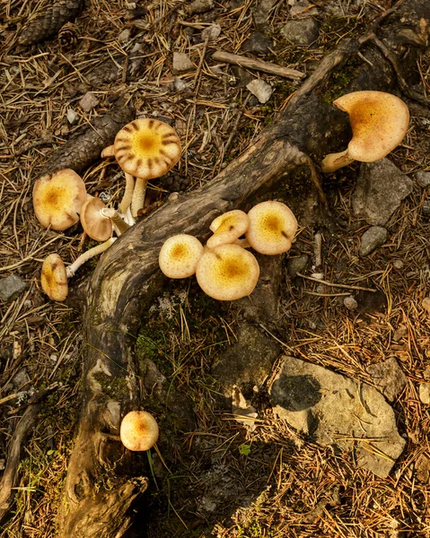 Funghi — Foto Stock