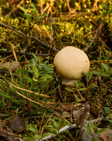 Funghi — Foto Stock