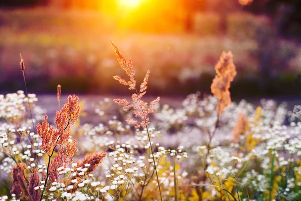 Hermoso campo al atardecer — Foto de Stock