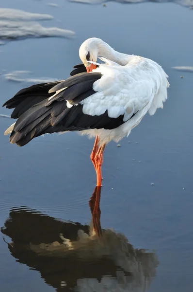 Weißstorch — Stockfoto