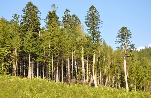 Foresta montana — Foto Stock