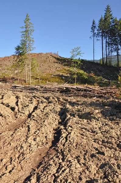 Deforestation disaster — Stock Photo, Image