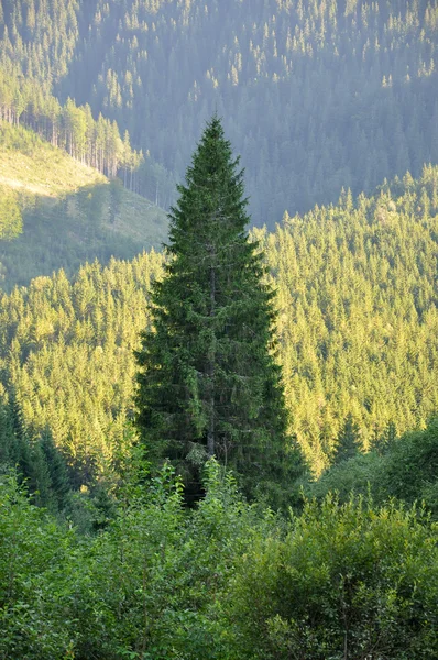 Foresta montana — Foto Stock