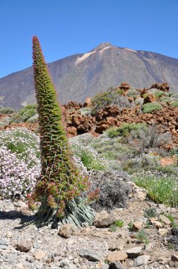 Teide weergave