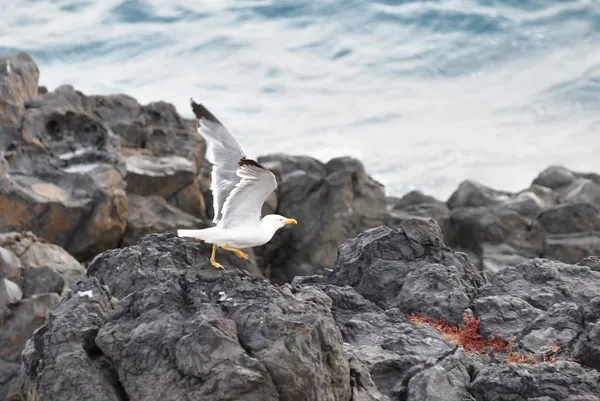 Gaviota de arenque —  Fotos de Stock