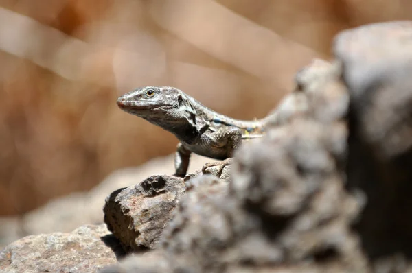 Lagarto — Foto de Stock