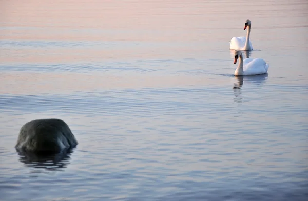 Cisnes mudos — Fotografia de Stock