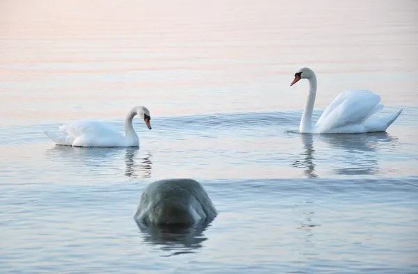 Немые лебеди — стоковое фото