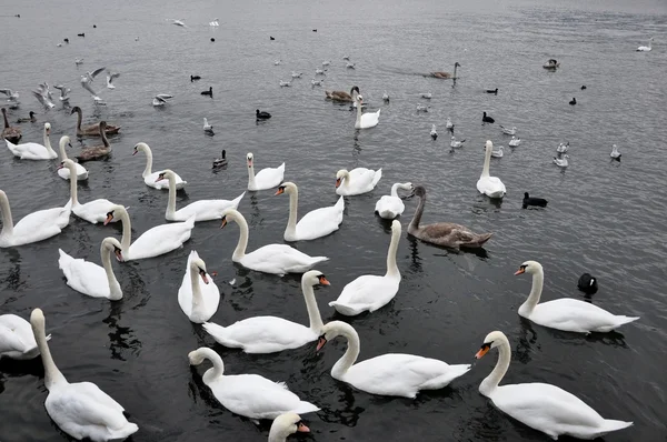 Cisnes —  Fotos de Stock