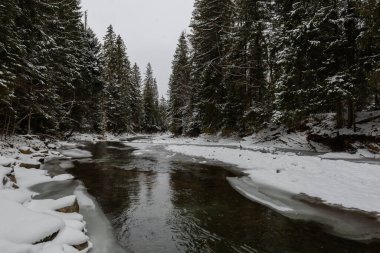 Kışın Svicha Nehri, Ukrayna 'nın Karpat Dağları