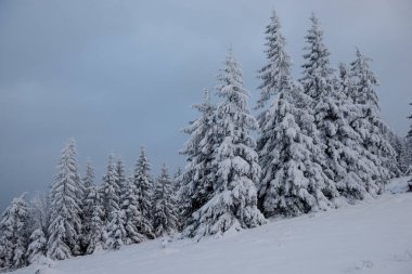 Karpat dağlarında kış, Ukrayna
