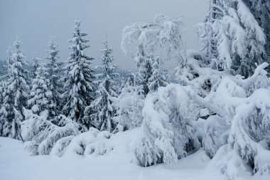 Karpat dağlarında kış, Ukrayna