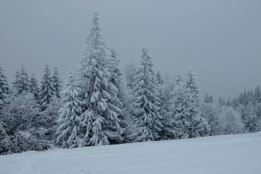 Karpat dağlarında kış, Ukrayna
